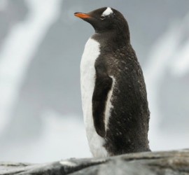 Pinguin-201020441511